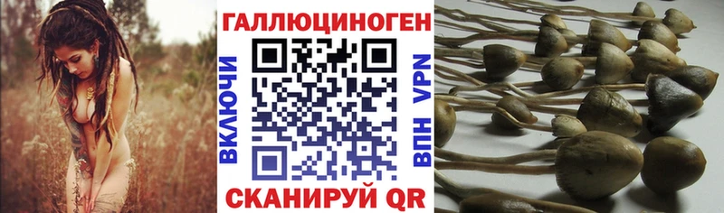OMG сайт  Медынь  Галлюциногенные грибы мицелий 